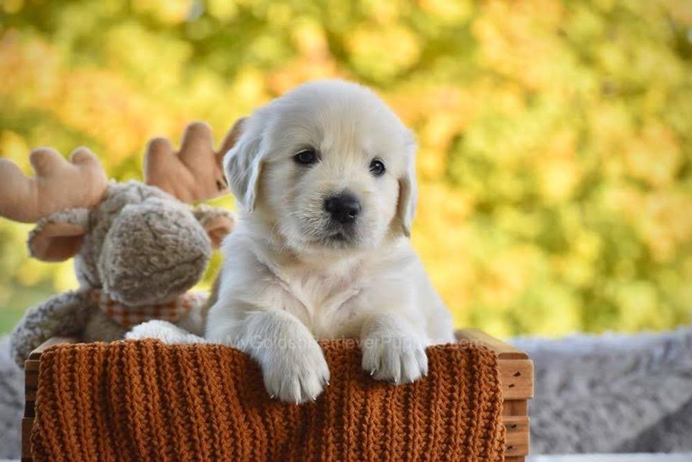 Puddles Image of Puddles, a Golden Retriever puppy