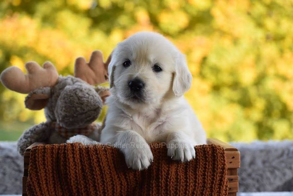Puddles Image of Puddles, a Golden Retriever puppy