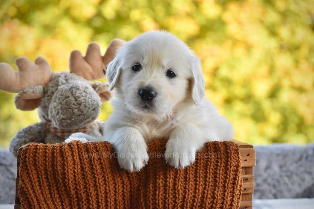 Puddles Image of Puddles, a Golden Retriever puppy
