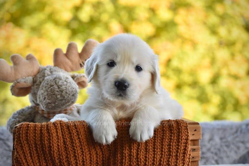 Puddles Image of Puddles, a Golden Retriever puppy