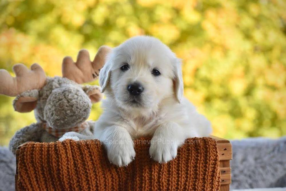 Puddles Image of Puddles, a Golden Retriever puppy