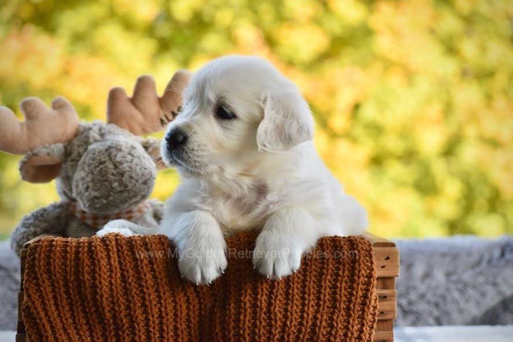Puddles Image of Puddles, a Golden Retriever puppy