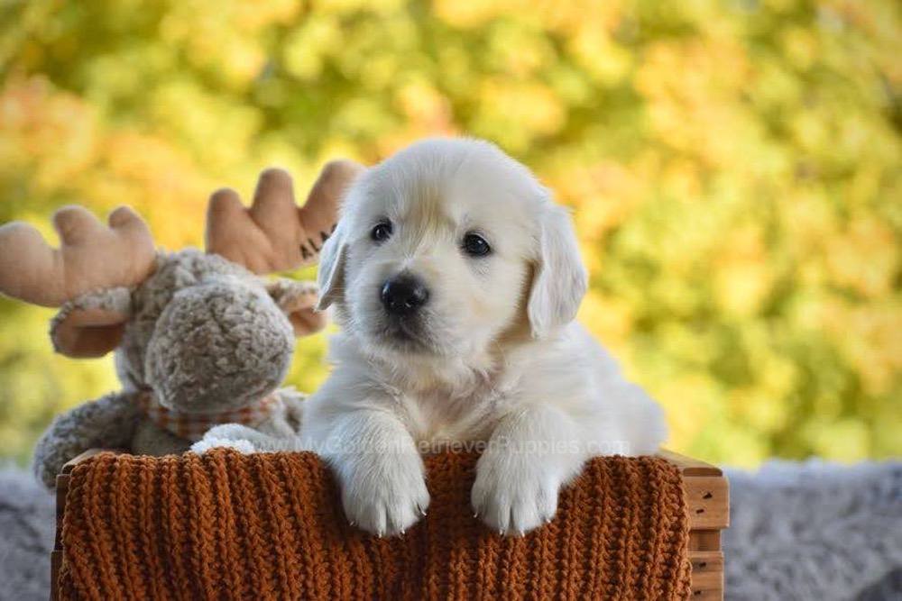 Puddles Image of Puddles, a Golden Retriever puppy