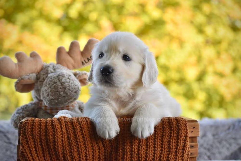 Puddles Image of Puddles, a Golden Retriever puppy