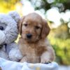Image of Rayne, a Golden Retriever puppy