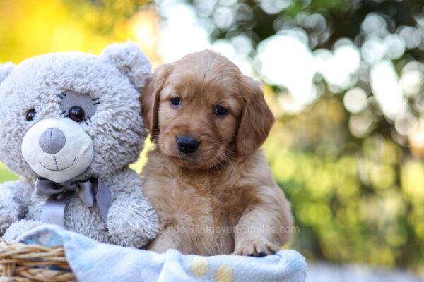 Image of Rayne, a Golden Retriever puppy