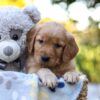 Image of Rayne, a Golden Retriever puppy