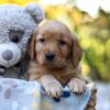 Image of Rayne, a Golden Retriever puppy