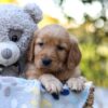 Image of Rayne, a Golden Retriever puppy