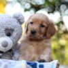 Image of Rayne, a Golden Retriever puppy