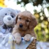 Image of Rayne, a Golden Retriever puppy