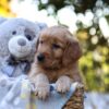 Image of Rayne, a Golden Retriever puppy