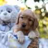 Image of Rayne, a Golden Retriever puppy