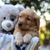 Image of Rayne, a Golden Retriever puppy