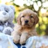 Image of Reagan, a Golden Retriever puppy