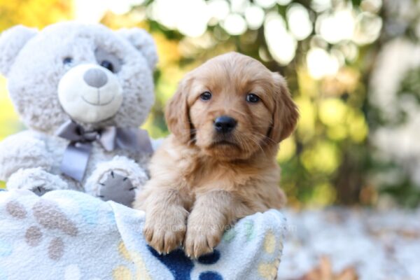 Image of Reagan, a Golden Retriever puppy