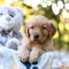Image of Reagan, a Golden Retriever puppy