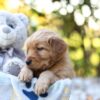Image of Reagan, a Golden Retriever puppy
