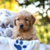 Image of Reagan, a Golden Retriever puppy