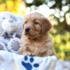 Image of Reagan, a Golden Retriever puppy