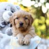 Image of Reagan, a Golden Retriever puppy
