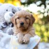 Image of Reagan, a Golden Retriever puppy