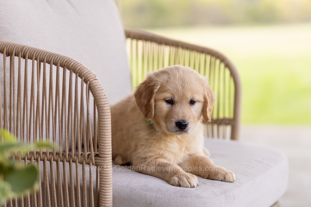 Reba Image of Reba, a Golden Retriever puppy