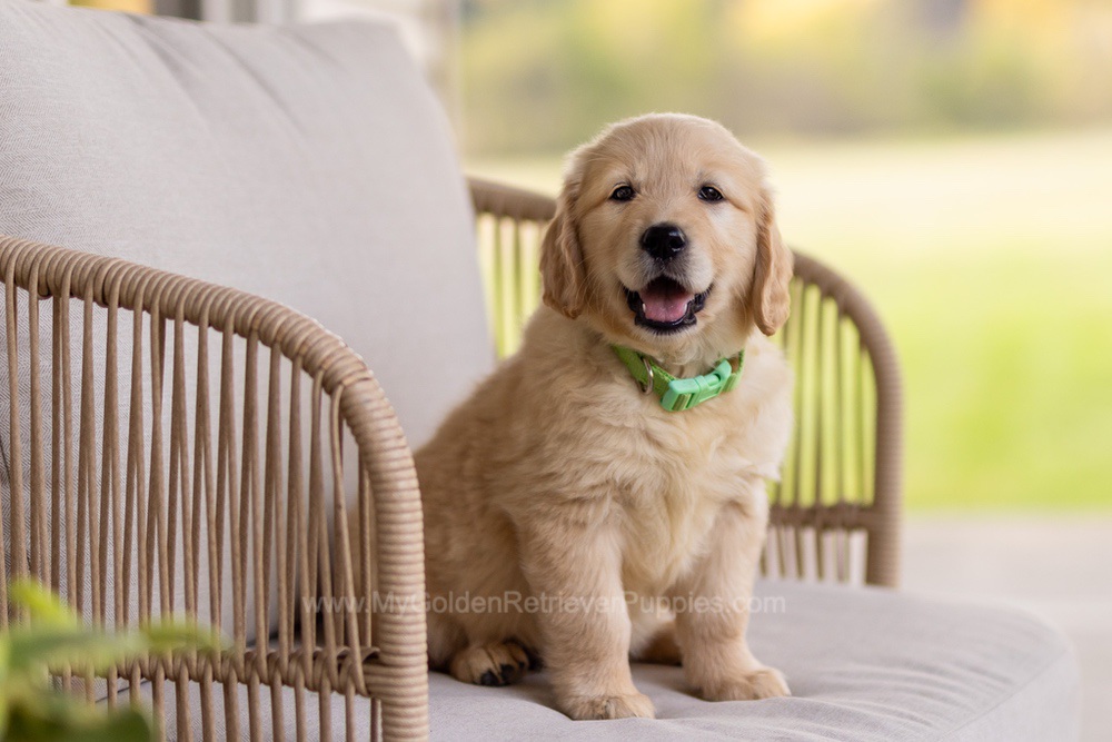 Reba Image of Reba, a Golden Retriever puppy