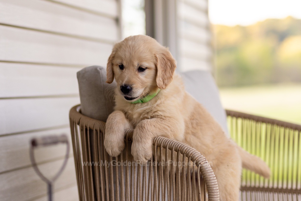 Reba Image of Reba, a Golden Retriever puppy