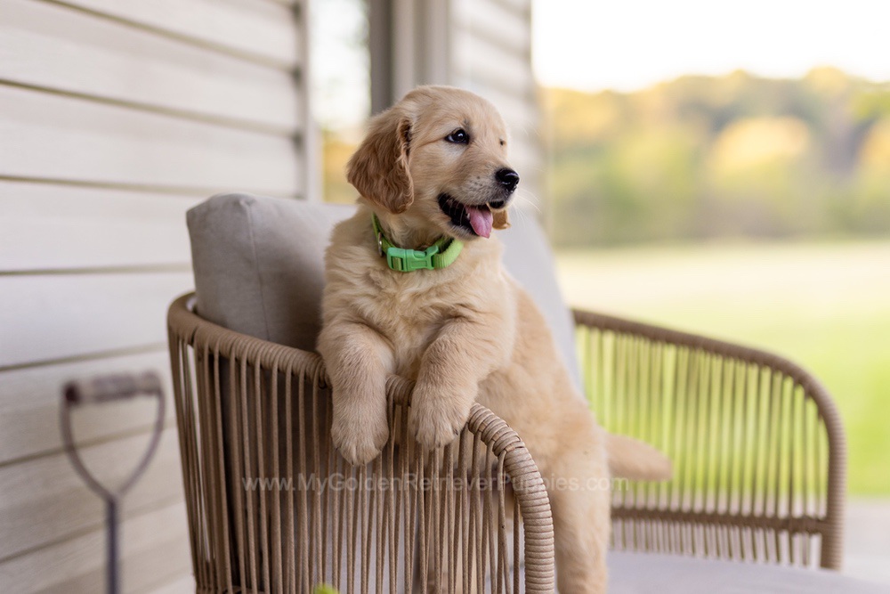 Reba Image of Reba, a Golden Retriever puppy