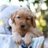 Image of Reece, a Golden Retriever puppy