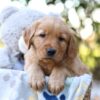 Image of Reece, a Golden Retriever puppy