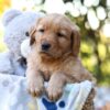 Image of Reece, a Golden Retriever puppy