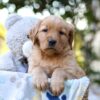 Image of Reece, a Golden Retriever puppy