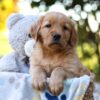 Image of Reece, a Golden Retriever puppy