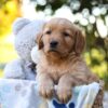 Image of Reece, a Golden Retriever puppy
