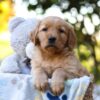 Image of Reece, a Golden Retriever puppy