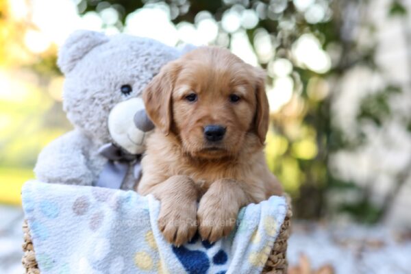 Image of Reece, a Golden Retriever puppy
