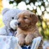 Image of Reece, a Golden Retriever puppy