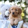 Image of Reece, a Golden Retriever puppy