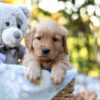 Image of Remi, a Golden Retriever puppy
