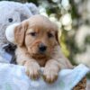 Image of Remi, a Golden Retriever puppy