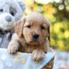 Image of Remi, a Golden Retriever puppy