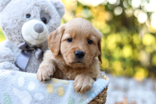 Image of Remi, a Golden Retriever puppy