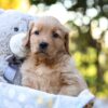 Image of Remi, a Golden Retriever puppy