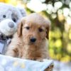 Image of Remi, a Golden Retriever puppy