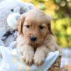 Image of Remi, a Golden Retriever puppy