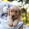 Image of Remi, a Golden Retriever puppy