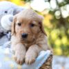 Image of Remi, a Golden Retriever puppy
