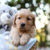 Image of Remi, a Golden Retriever puppy